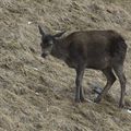 rencontre avec une biche et son jeune