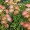 Albizia