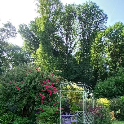 Floraison de la gloriette 