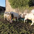 Rosbeef , Renard, Rapido et Revolver (vendus) Taureaux Charolais 18 mois