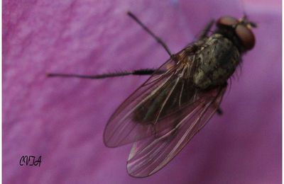 Petite mouche sur pétale de Mauve ( une seule paire d'ailes )