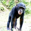 Visite au sanctuaire des bonobos