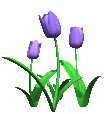 Rappel : Tulipes