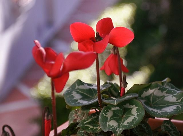Cyclamen rouge - (Dorte / flickr.com)