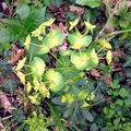 L'Euphorbe des bois (Euphorbia amygdaloides).