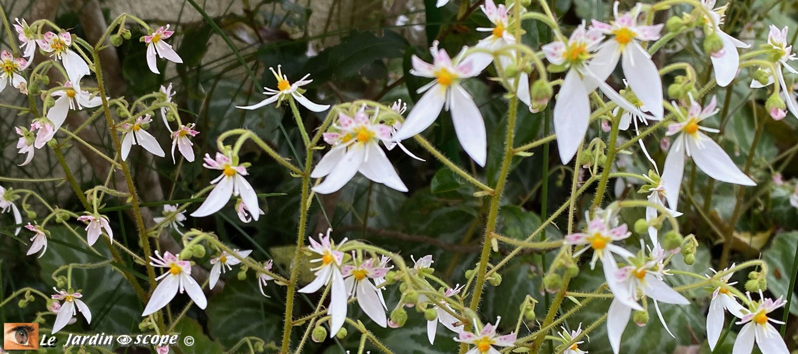 Saxifraga-stolonifera-Cuscutiformis