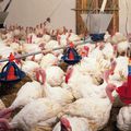 Sur 100 Poulets et de dindes achetés en grande surface, sur les marchés ou en boucherie 26 % étaient  contaminés 