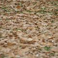 joli tapis de feuilles d'automne