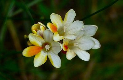 Elles chantent le printemps...