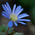 Période bleu !!! comme les peintres !!!