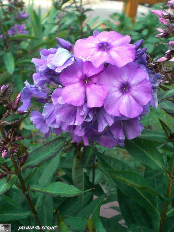 Phlox Paniculata 'Blue Paradise’