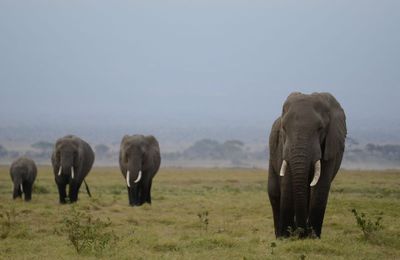 Amboseli Round 3