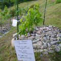 Le paillage de pierres ( pierres du causse) pour