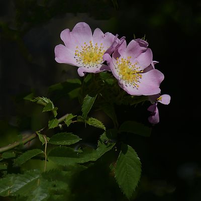 Les fleurs du samedi N° 238 du 1er Novembre 2025 