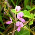 Phytothérapie - Le Desmodium prend soin de votre foie