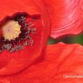 Coquelicots