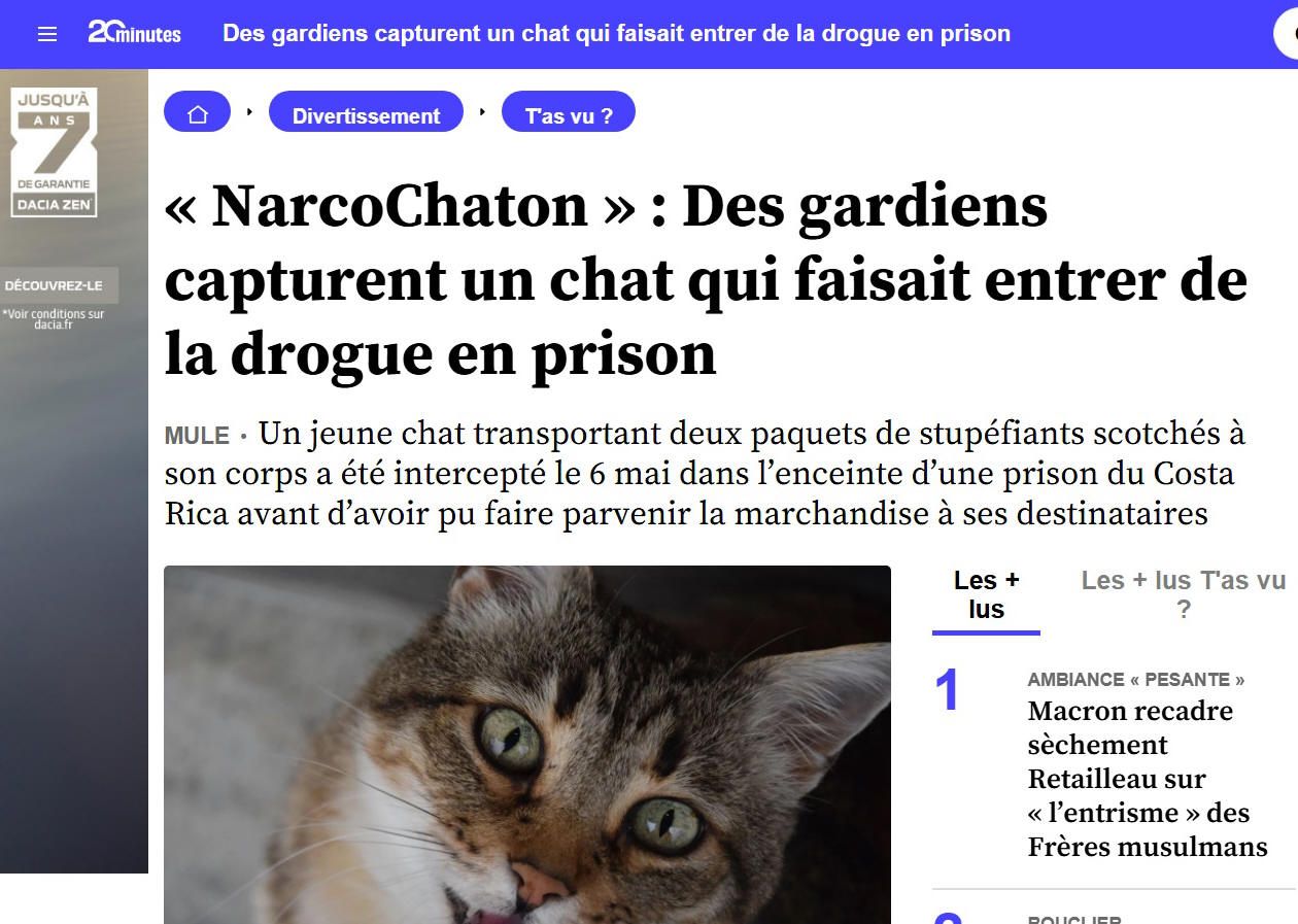 Chat dealer