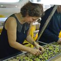 Famille Kürşat : une vie au rythme de l’olive