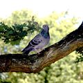 Comme un pigeon sur la branche