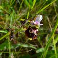 des orchidées au cimetière de Châtel-Censoir- bis -