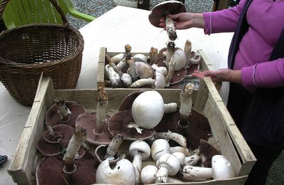 Le velouté aux Agarics ou Rosés des prés...