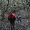 Balade en forêt gomérienne