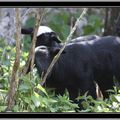 Les animaux de la ferme: volailles, vaches, veau, moutons, agneaux et chevreaux