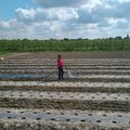 Arrosage de la plantation de fraises par Angèle !