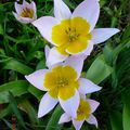 fleurs du jardin 