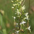 Orchidées 2019: Platanthera bifolia