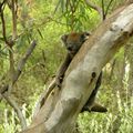 Morialta Conservation Park - 4