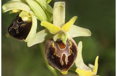 Ophrys x obscura : Hybride O. fuciflora x aranifera