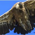 Vautour Fauve