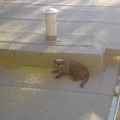 [GRIF' Abrite] Comment soigner à distance un chat atteint de granulome éosinophilique : Matou du grenier