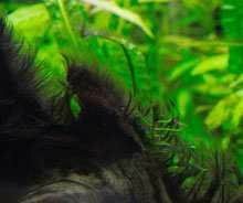 adieu les algues moches