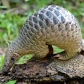 Trafic de pangolins avec le Nigeria