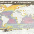 CO2:L'importance des "forêts de la mer"