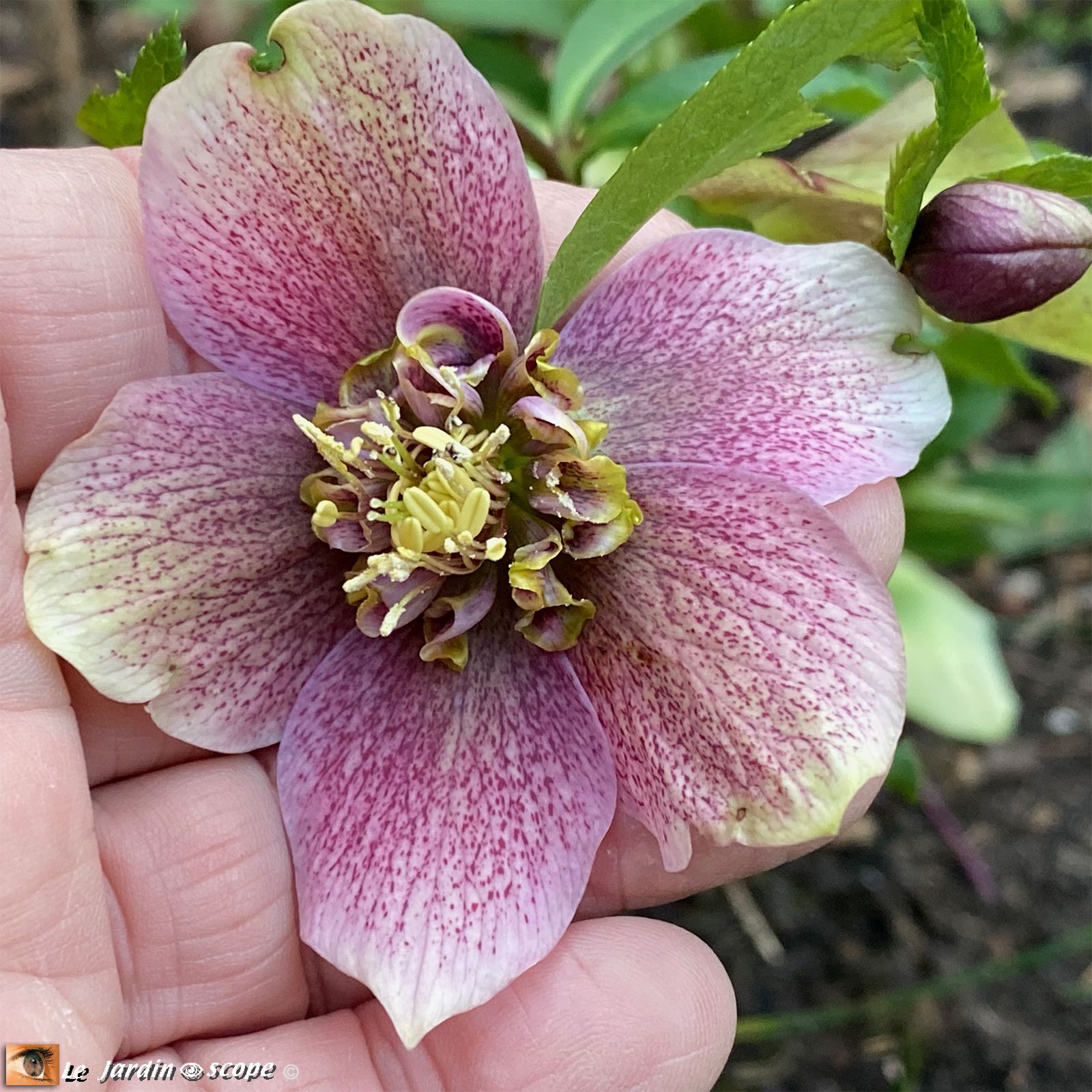 Hellébore hybride • Helleborus hybridus