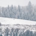 Images de la période hivernale