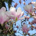  sal    les   magnolias
