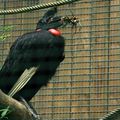 Zoo de Beauval - Catégorie Oiseaux 