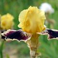 [Drôme] les iris du Grand Barbu - floraison 2019