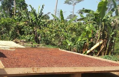 Cameroun : la filière cacao