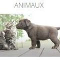 Animaux : publier des annonces devient un jeu d’enfant 