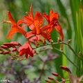 Sa floraison flamboyante ne passe pas inaperçue en été !