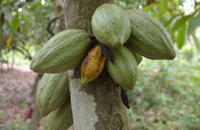 Culture de cacao
