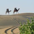 chameau dans le desert