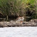 Delta du Taravu ! tout près de l embouchure 1/1