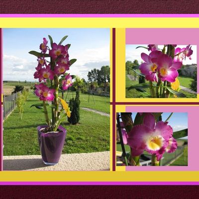 Mes orchidées