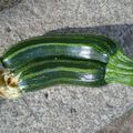 COURGETTES SIAMOISES